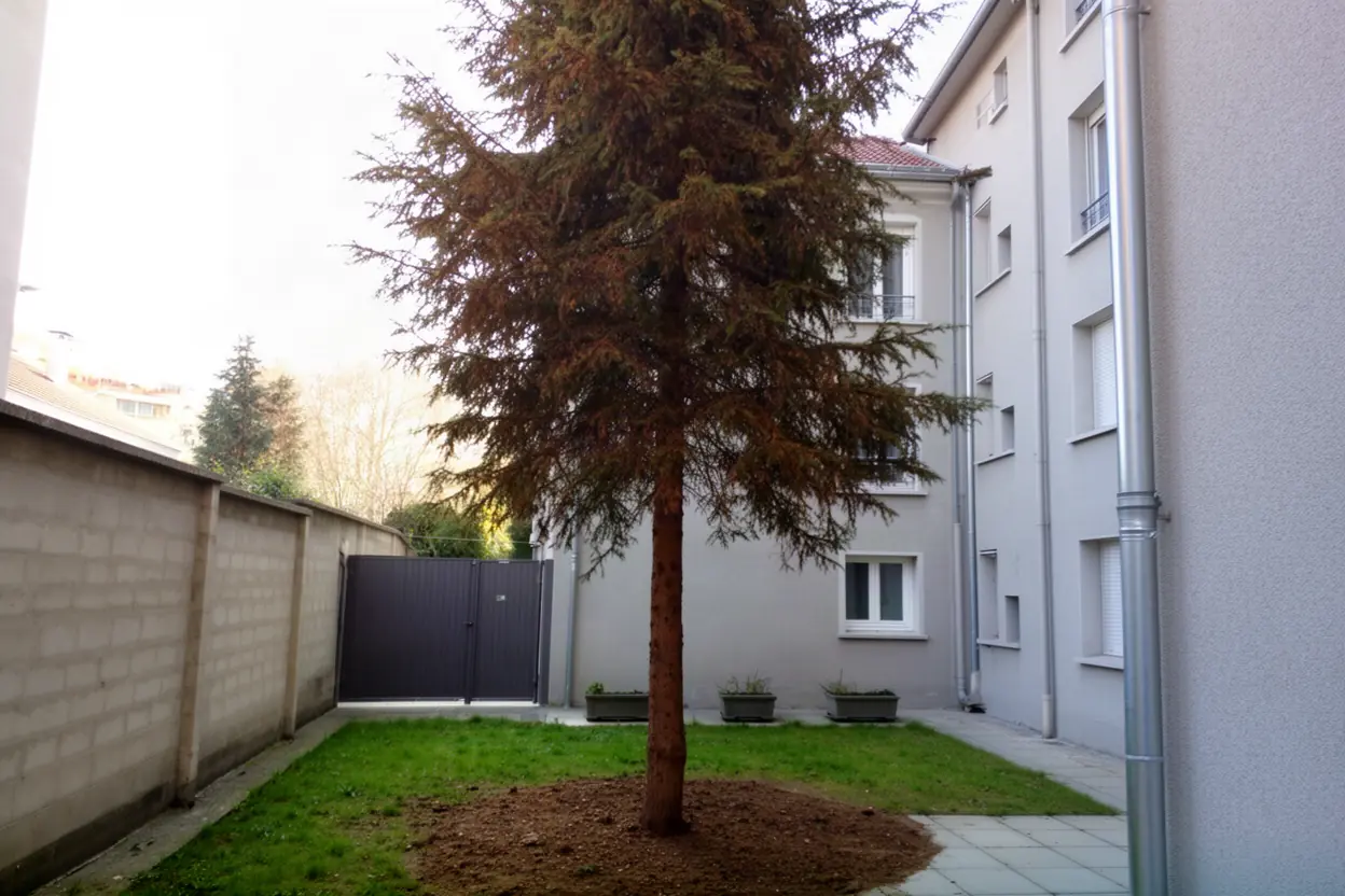 Conifère incliné près d'une façade avant abattage à Villeurbanne